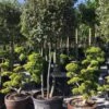 Steeneik Meerstammig (Quercus Ilex) -DIRECTPLANT Winkel steeneikmeerstammig03