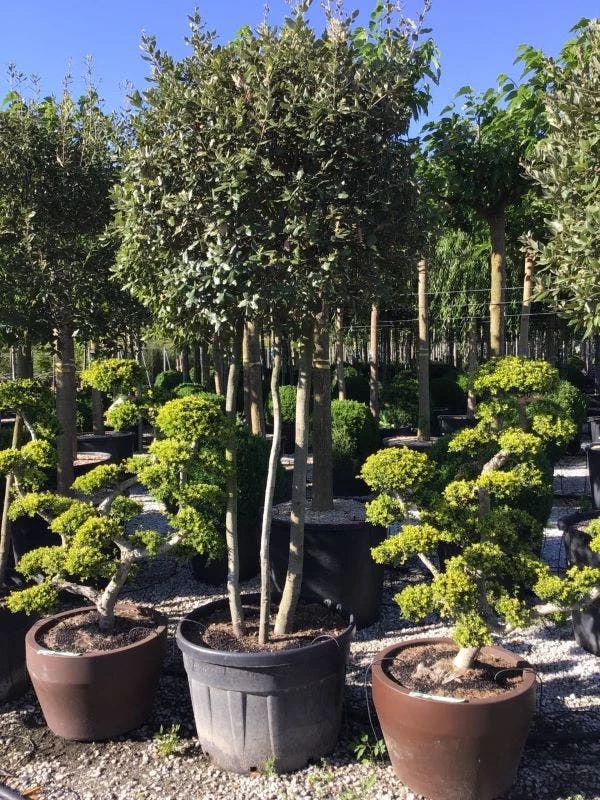 Steeneik Meerstammig (Quercus Ilex) 3 Steeneik Meerstammig (Quercus Ilex)