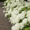 Hortensia (Hydrangea 'Strong Annabelle') -DIRECTPLANT Winkel strong annabelle 10