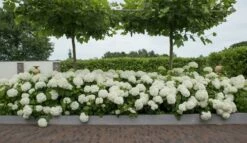 Hortensia (Hydrangea 'Strong Annabelle') -DIRECTPLANT Winkel strong annabelle 11 1