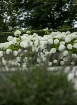 Hortensia (Hydrangea 'Strong Annabelle') -DIRECTPLANT Winkel strong annabelle 4 1