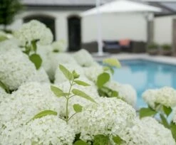 Hortensia (Hydrangea 'Strong Annabelle') -DIRECTPLANT Winkel strong annabelle 7