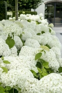 Hortensia (Hydrangea 'Strong Annabelle') -DIRECTPLANT Winkel strong annabelle 9 1