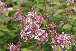 Sering (Syringa Microphylla 'Superba') -DIRECTPLANT Winkel superba micr
