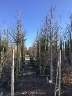 Magnolia Als Boom (Magnolia 'Susan') -DIRECTPLANT Winkel susanalsboom16 18