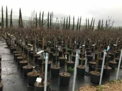 Beverboom Op Stam (Magnolia 'Susan') 6 Beverboom Op Stam (Magnolia 'Susan') -DIRECTPLANT Winkel susanopstam