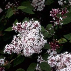 Sering (Syringa Microphylla 'Superba') -DIRECTPLANT Winkel symsuper 10