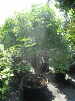 Sering (Syringa Vulgaris 'Michel Buchner') -DIRECTPLANT Winkel syringa vulgaris michel buchner 150 175 c90