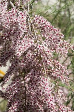 Tamarisk (Tamarix Gallica)