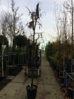 Moerascipres (Taxodium Distichum 'Nutans') -DIRECTPLANT Winkel taxodium dis. nutans