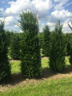 Grote Venijnboom (Taxus Baccata) -DIRECTPLANT Winkel taxus 200225 x 50 60 1