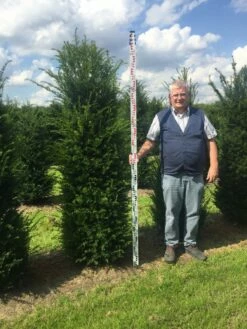 Grote Venijnboom (Taxus Baccata) -DIRECTPLANT Winkel taxus 200225 x 5060 1