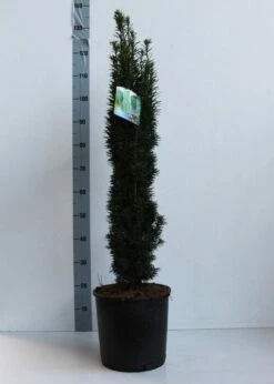 Zuiltaxus (Taxus Baccata 'Fastigiata Robusta') -DIRECTPLANT Winkel taxus b fastigiata robusta 80 100 cm co. 12l kopie 1