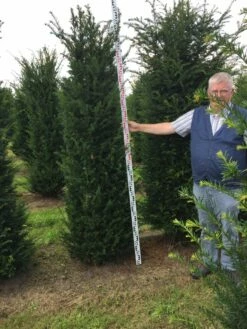 Grote Venijnboom (Taxus Baccata) -DIRECTPLANT Winkel taxus baccaata 225250x5060 1 2