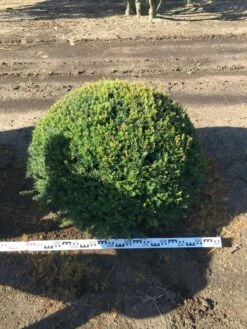 Grote Taxusbol (Taxus Baccata) -DIRECTPLANT Winkel taxus baccata 100 cm platte bol drkl 1 2