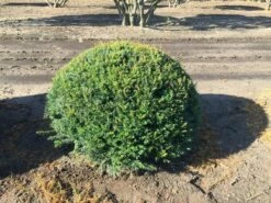 Grote Taxusbol (Taxus Baccata) -DIRECTPLANT Winkel taxus baccata 100 cm platte bol drkl 2 1