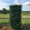 Taxus Als Haagelement (Taxus Baccata) -DIRECTPLANT Winkel taxus baccata 125x60x60 1