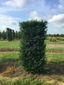 Taxus Als Haagelement (Taxus Baccata)