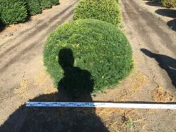 Grote Taxusbol (Taxus Baccata) -DIRECTPLANT Winkel taxus baccata 140 cm platte bol drkl 2 1