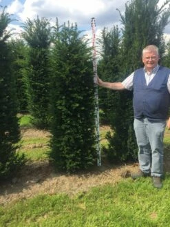 Grote Venijnboom (Taxus Baccata) -DIRECTPLANT Winkel taxus baccata 180200 x 50 60 1 1