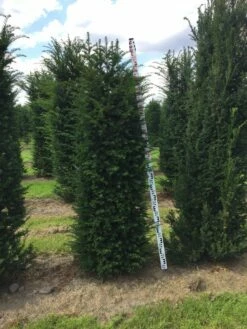 Grote Venijnboom (Taxus Baccata) -DIRECTPLANT Winkel taxus baccata 180200 x 5060 1 1