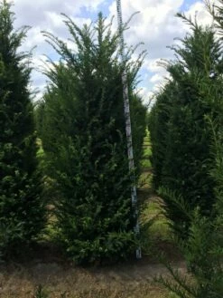 Grote Venijnboom (Taxus Baccata) -DIRECTPLANT Winkel taxus baccata 225250x6080 1