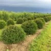Grote Taxusbol (Taxus Baccata) -DIRECTPLANT Winkel taxus baccata 50 cm halve bol drkl 2