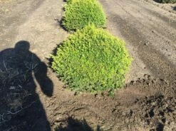 Grote Taxusbol (Taxus Baccata) -DIRECTPLANT Winkel taxus baccata 60 cm platte bol drkl 2 1