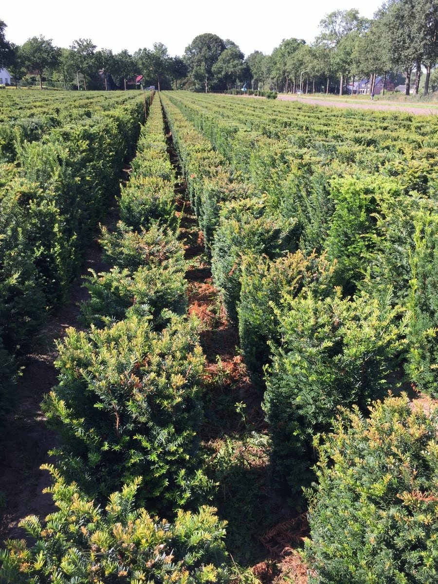 Taxus Als Haagelement (Taxus Baccata) - Afbeelding 7