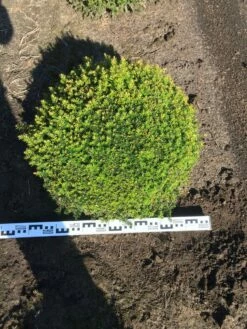Grote Taxusbol (Taxus Baccata) -DIRECTPLANT Winkel taxus baccata 70 cm platte bol drkl 1
