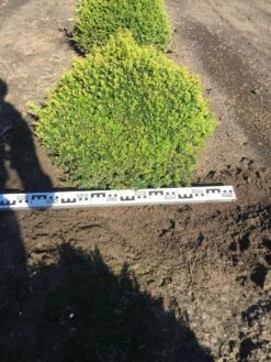 Grote Taxusbol (Taxus Baccata) -DIRECTPLANT Winkel taxus baccata 70 cm platte bol drkl 2 1