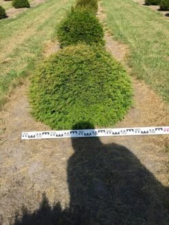 Grote Taxusbol (Taxus Baccata) -DIRECTPLANT Winkel taxus baccata 80 cm platte bol drkl 1 1