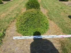 Grote Taxusbol (Taxus Baccata) -DIRECTPLANT Winkel taxus baccata 80 cm platte bol drkl 2 1