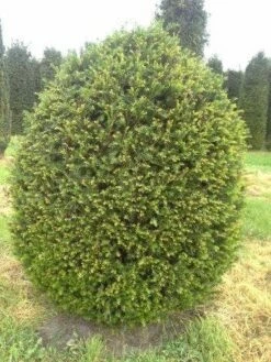 Taxusbol (Taxus Baccata) -DIRECTPLANT Winkel taxus baccata bol 180 1