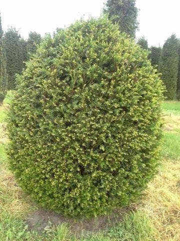 Taxusbol (Taxus Baccata) 7 Taxusbol (Taxus Baccata) - Afbeelding 5