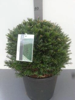 Taxusbol (Taxus Baccata) -DIRECTPLANT Winkel taxus baccata bolvorm 3