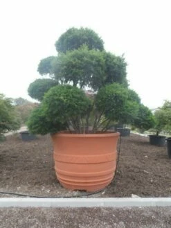 Taxus Als Bonsai (Taxus Baccata) -DIRECTPLANT Winkel taxus baccata bonsai 300 400 c1800 2