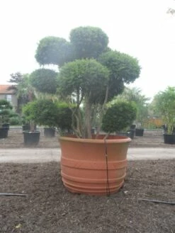 Taxus Als Bonsai (Taxus Baccata) -DIRECTPLANT Winkel taxus baccata bonsai 300 400 c1800 2 2
