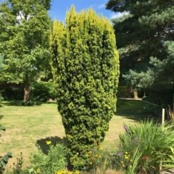 Gele Venijnboom (Taxus Baccata 'David') -DIRECTPLANT Winkel taxus baccata david 1