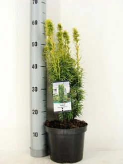 Gele Venijnboom (Taxus Baccata 'David') -DIRECTPLANT Winkel taxus baccata david winter c3 m 1