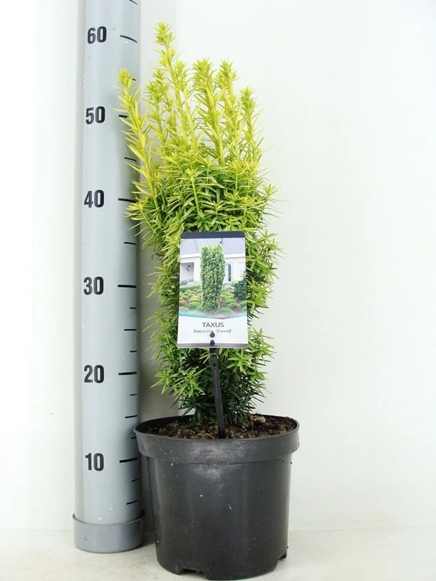 Gele Venijnboom (Taxus Baccata 'David') 3 Gele Venijnboom (Taxus Baccata 'David')