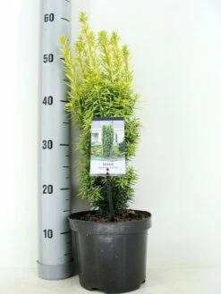 Gele Venijnboom (Taxus Baccata 'David')