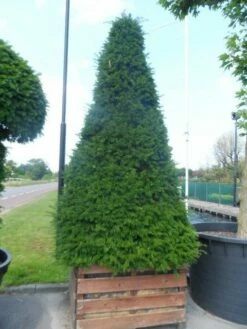 Taxus Als Pyramide (Taxus Baccata) 17 Taxus Als Pyramide (Taxus Baccata) -DIRECTPLANT Winkel taxus baccata egyptische pyramide 275 300 houten bak 1