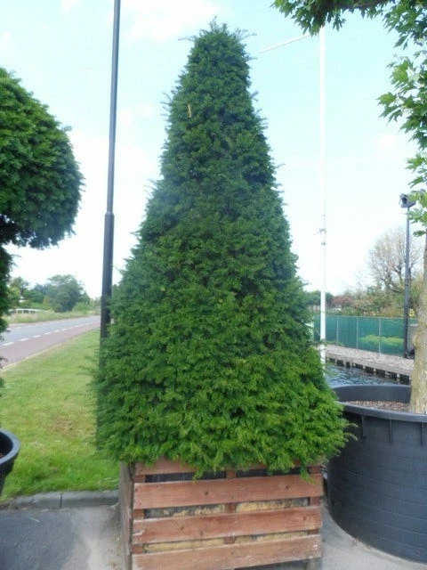 Taxus Als Pyramide (Taxus Baccata) 9 Taxus Als Pyramide (Taxus Baccata) - Afbeelding 7