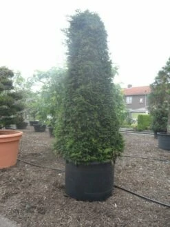 Taxus Als Pyramide (Taxus Baccata) -DIRECTPLANT Winkel taxus baccata egyptische pyramide 300 c750