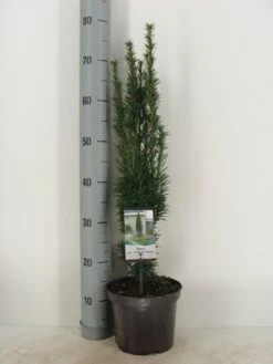 Zuiltaxus (Taxus Baccata 'Fastigiata Robusta') -DIRECTPLANT Winkel taxus baccata fastigiata robusta c3 m