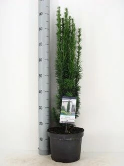 Zuiltaxus (Taxus Baccata 'Fastigiata Robusta') -DIRECTPLANT Winkel taxus baccata fastigiata robusta winter c5 m