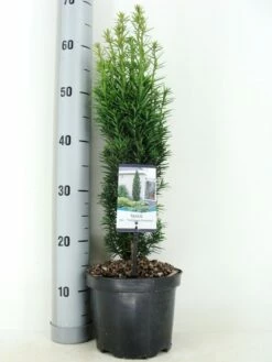 Zuiltaxus (Taxus Baccata 'Fastigiata Robusta') -DIRECTPLANT Winkel taxus baccata fastigiata robusta zomer c3 m