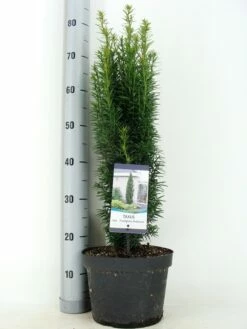 Zuiltaxus (Taxus Baccata 'Fastigiata Robusta') -DIRECTPLANT Winkel taxus baccata fastigiata robusta zomer c5 m 1