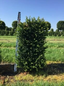 Taxus Als Haagelement (Taxus Baccata) 13 Taxus Als Haagelement (Taxus Baccata) -DIRECTPLANT Winkel taxus baccata h100x50x50 cm